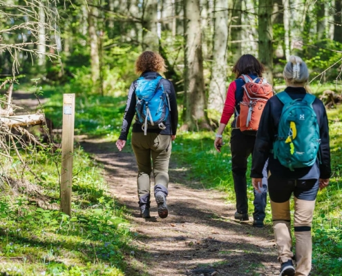 People walking in a forest